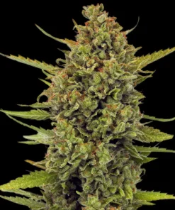 Acapulco Gold Feminized Strain