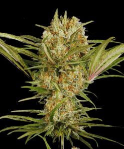 Amnesia Haze Feminized Strain