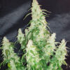 Big Bang Autoflowering Strain
