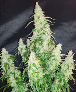 Big Bang Autoflowering Strain