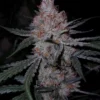 Big Buddha Cheese Autoflowering Strain
