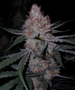 Big Buddha Cheese Autoflowering Strain