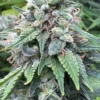Bubble Gum Feminized Strain