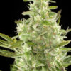 Damnesia Autoflowering Strain