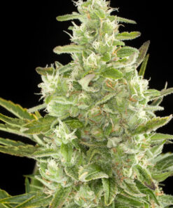 Damnesia Autoflowering Strain