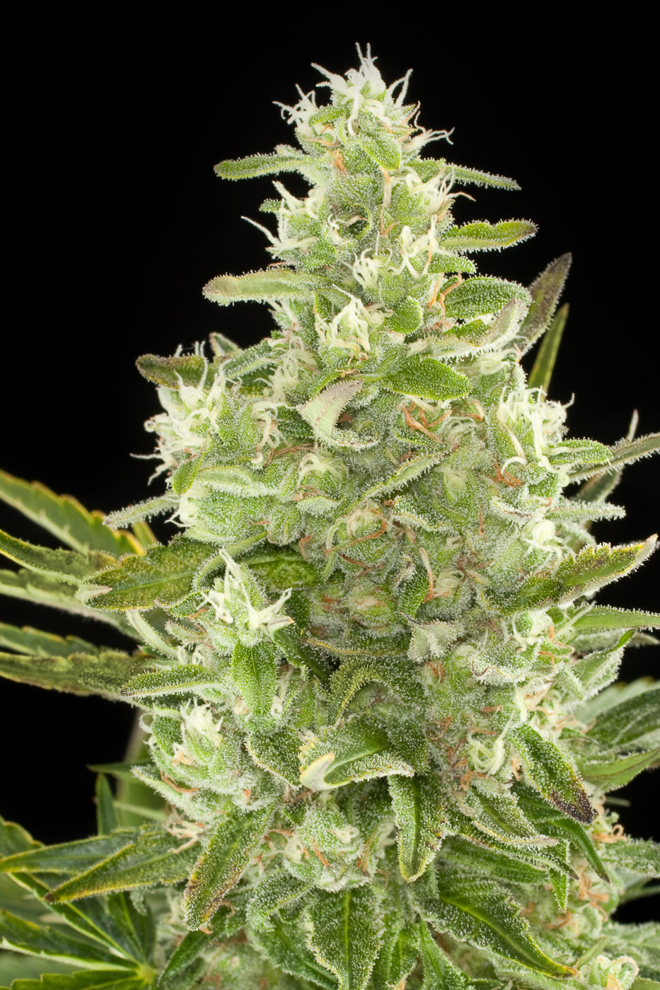 Damnesia Autoflowering Strain