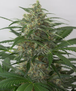 Moby Dick Autoflowering Strain