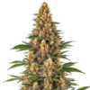 Neville’s Haze Feminized Strain