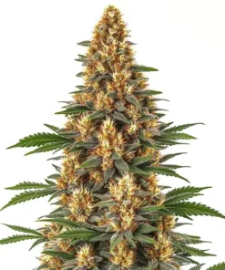 Neville’s Haze Feminized Strain