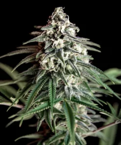 Super Silver Haze Cannabis Strain