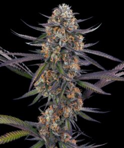 Thai Feminized Strain