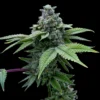 Santa Maria Feminized Strain