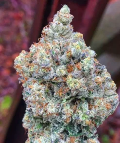 Apple Fritter Feminized Strain
