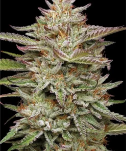 Banana Feminized Strain