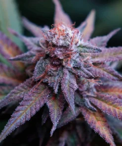 Blue Dream Feminized Strain