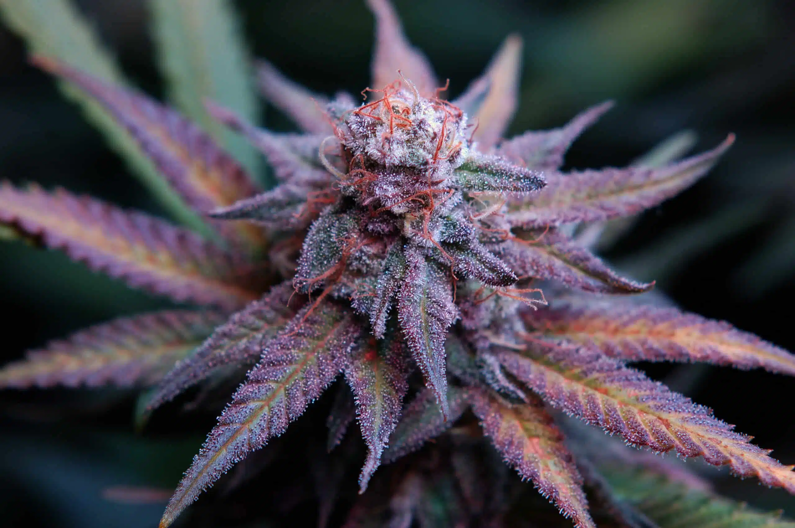 Blue Dream Feminized Strain