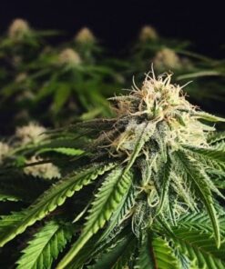 Blue Mammoth Autoflowering Strain