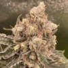 Cream Caramel Feminized Strain