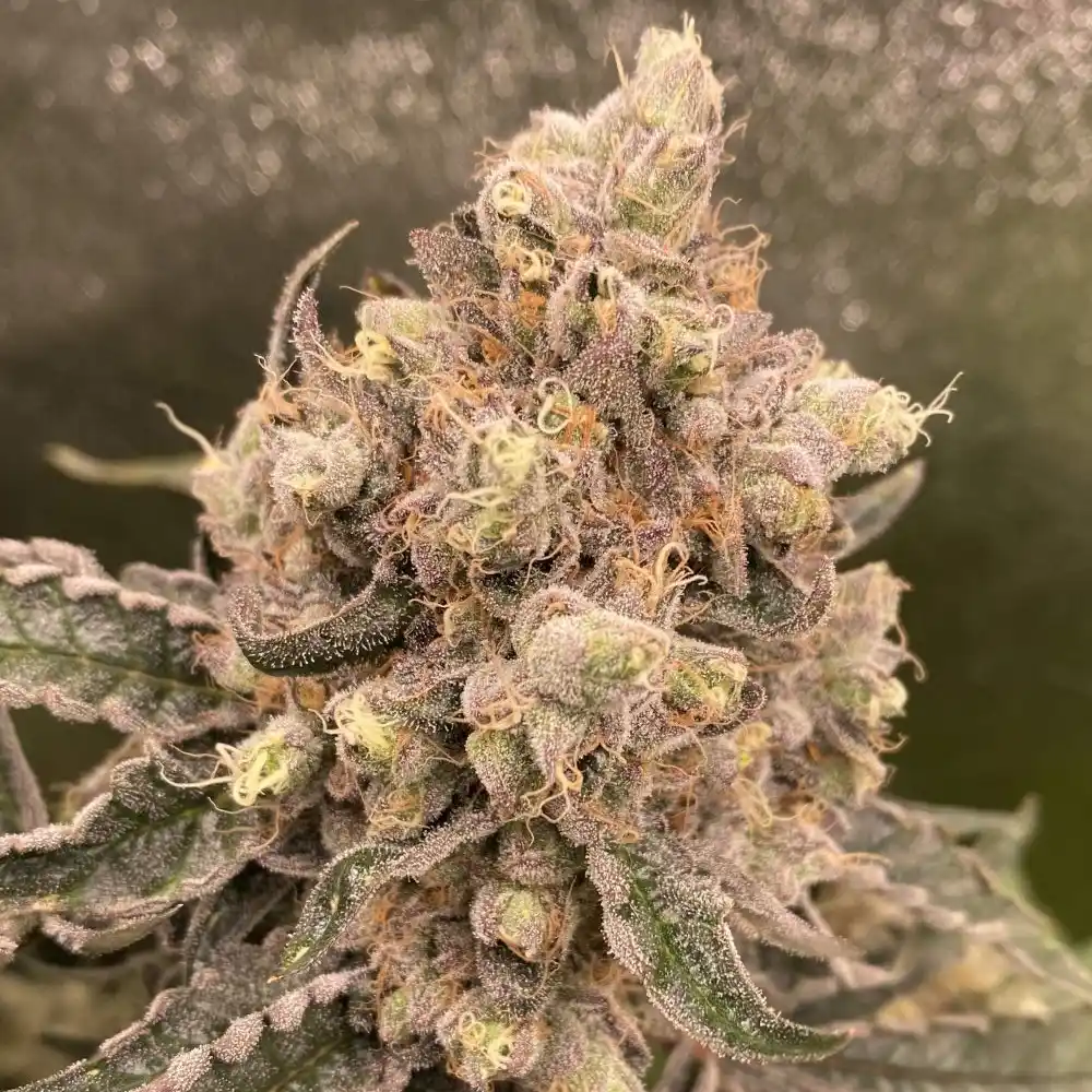Cream Caramel Feminized Strain