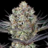 Do-Si-Dos Feminized Strain