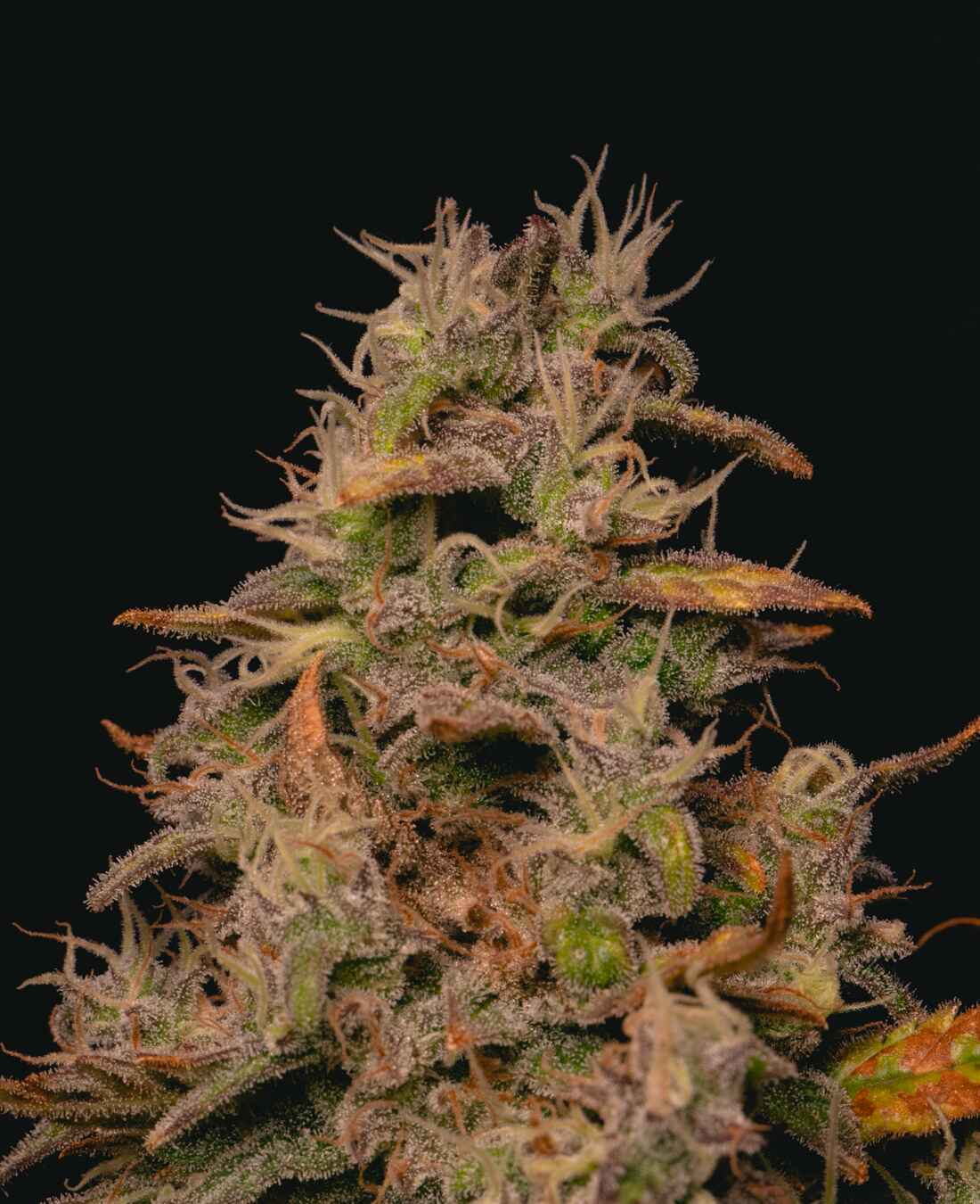 Forbidden Fruit Cake Feminized Strain