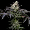 GMO Cookies Feminized Strain