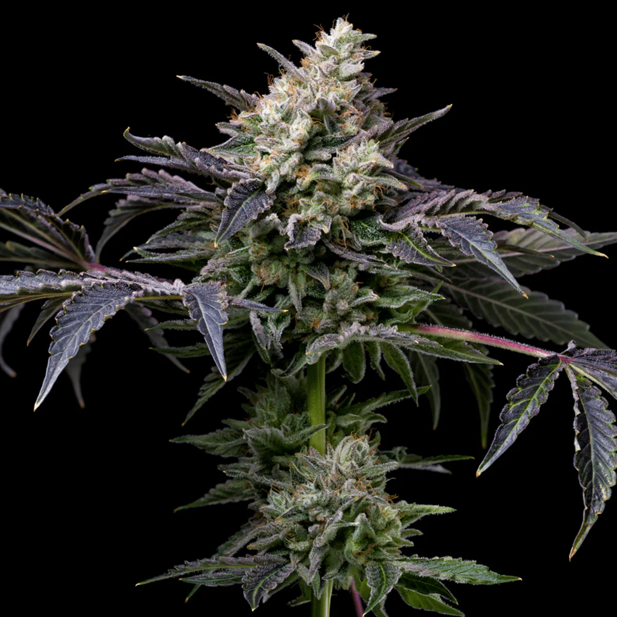 GMO Cookies Feminized Strain