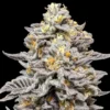 Ice Cream Feminized Strain