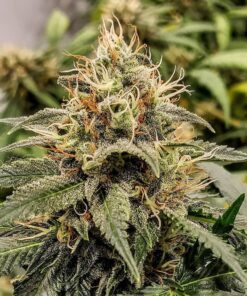 Jack Herer Feminized Strain