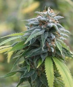 Jenny Kush Feminized Strain