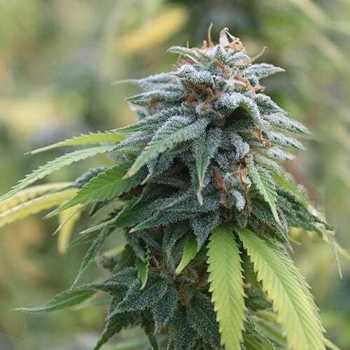 Jenny Kush Feminized Strain