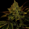 King Louis XIII Feminized Strain