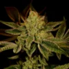 Lemon Haze Feminized Strain