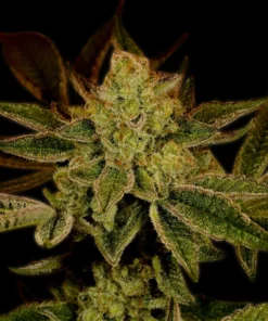 Lemon Haze Feminized Strain