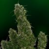 Malana Bomb Autoflowering Strain