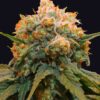 Papaya Feminized Strain
