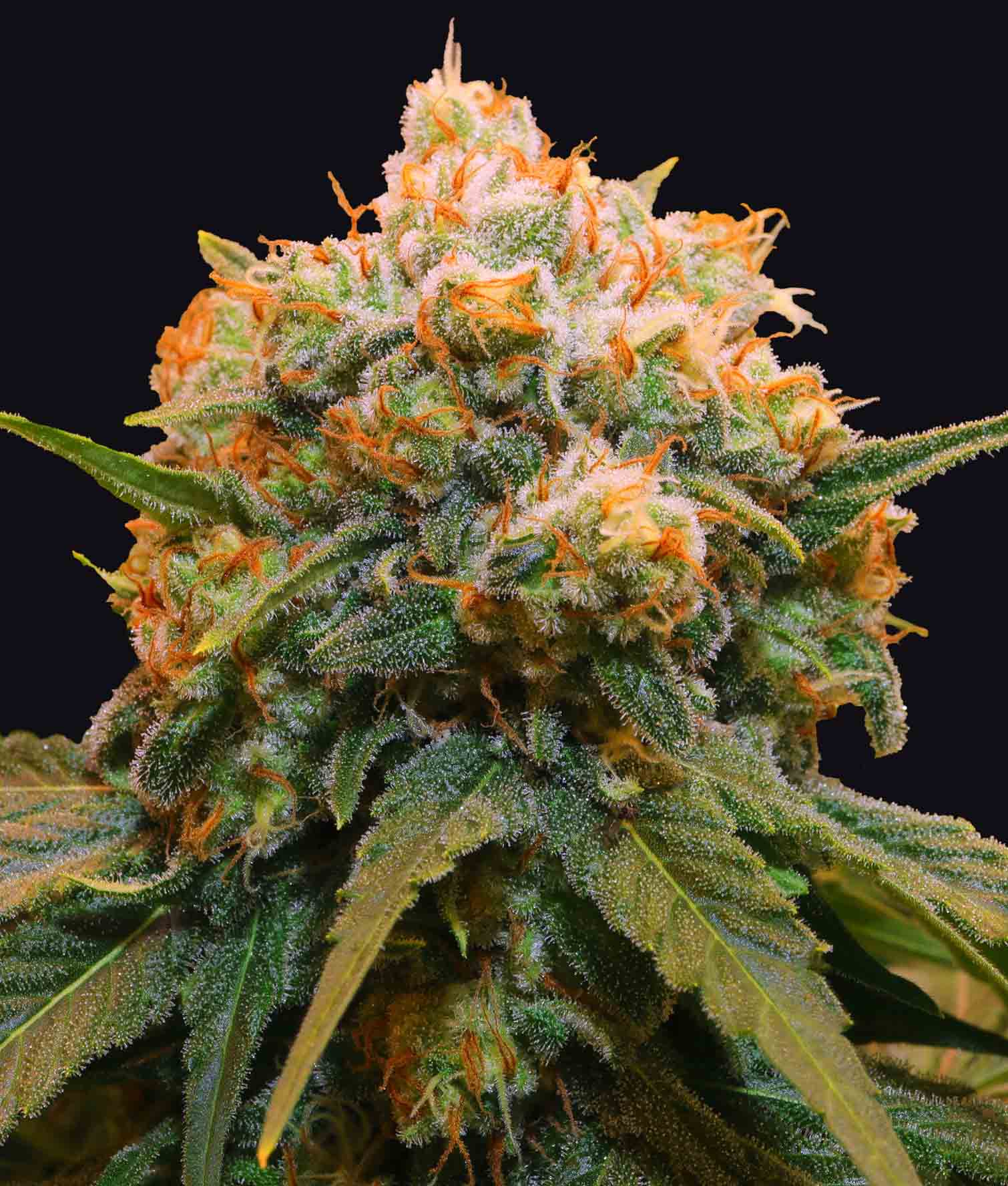 Papaya Feminized Strain