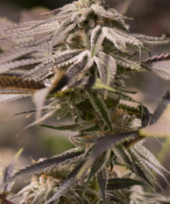 Passion Fruit Feminized Strain