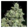 Pink Starburst Feminized Strain