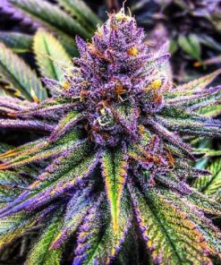Purple Haze Feminized Strain