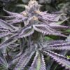 Purple Punch Feminized Strain
