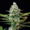 Royal Runtz Feminized Strain