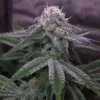 Slurricane Feminized Strain