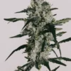 Sour Diesel Feminized Strain