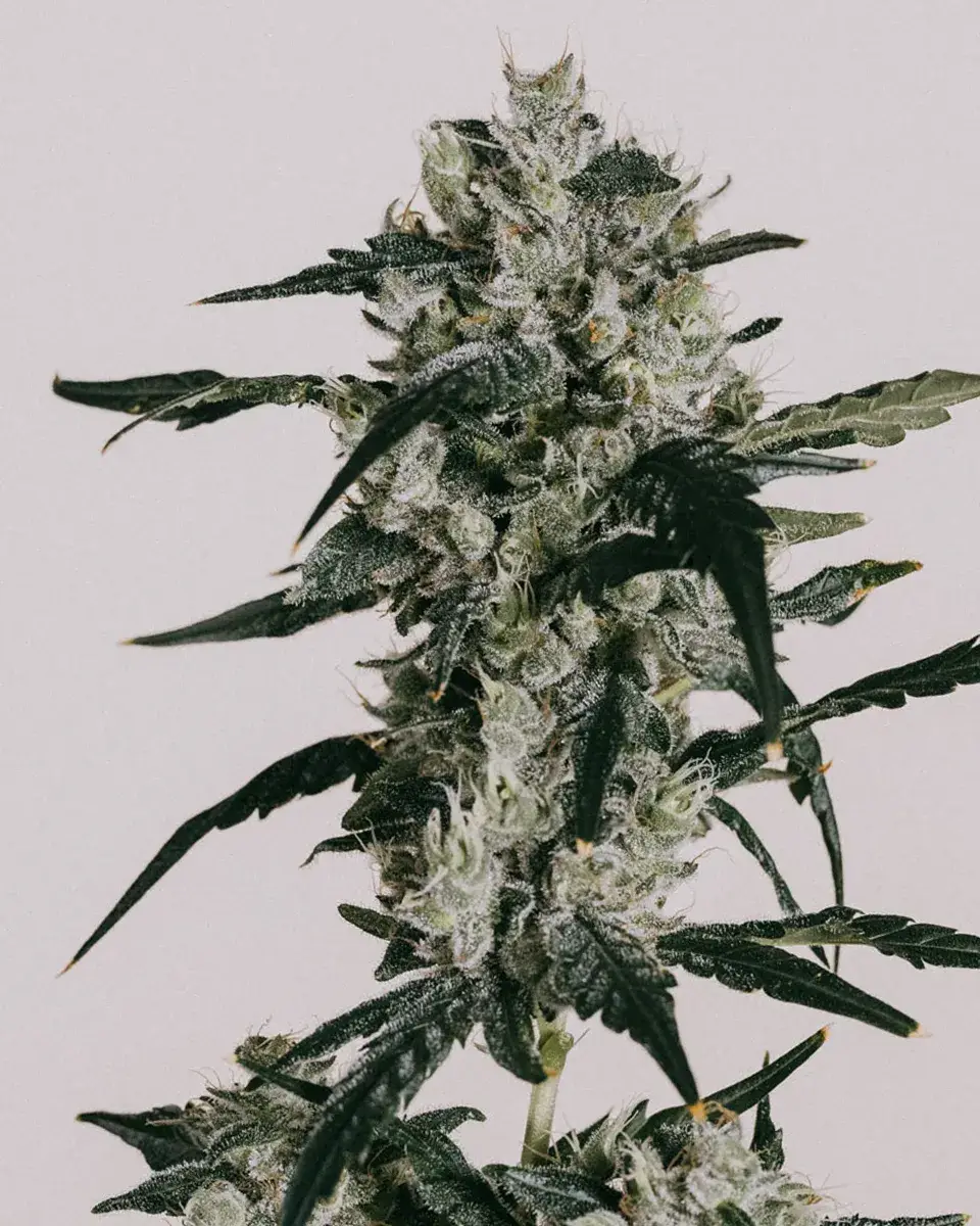 Sour Diesel Feminized Strain