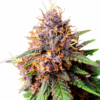 Strawberry Cough Feminized Strain