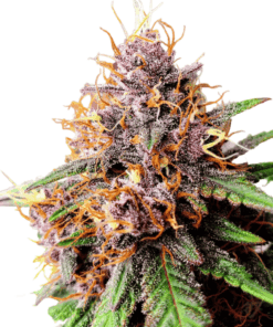 Strawberry Cough Feminized Strain