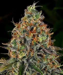 Tangerine Dream Autoflowering Strain