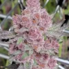Tropicanna Feminized Strain