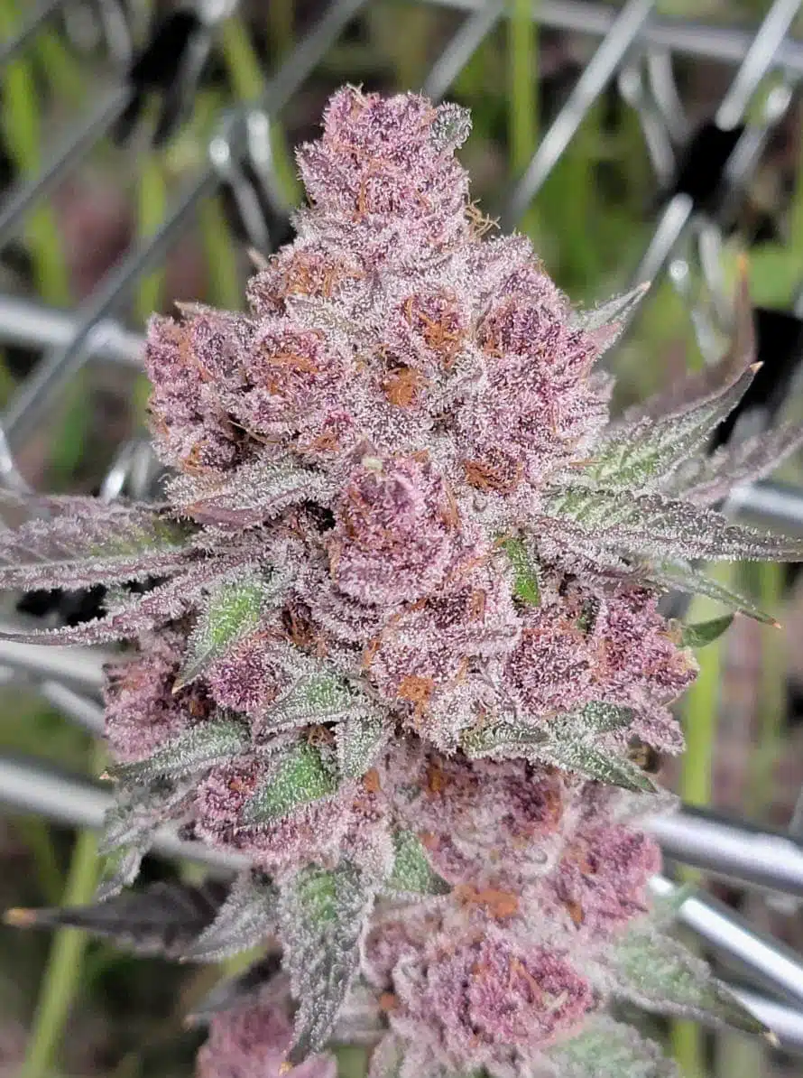 Tropicanna Feminized Strain